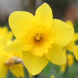 Narciso trompeta amarillo